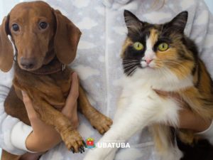 Ação de vacinação antirrábica no Perequê Mirim é sucesso