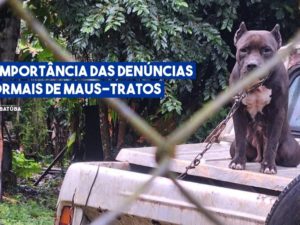 Bem-Estar Animal reforça importância das denúncias formais de maus-tratos