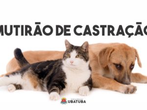 CRA realiza mais de 250 castrações em ação no Puruba e Perequê Mirim