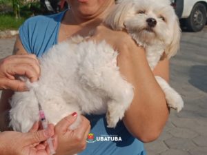 UVZ: mais de 950 animais já foram imunizados contra a raiva em Ubatuba