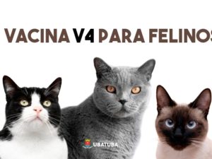 CRA abre 25 vagas para vacina V4 em felinos entre os dias 15 e 18