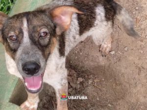 Canil de Ubatuba tem 75 animais disponíveis para adoção