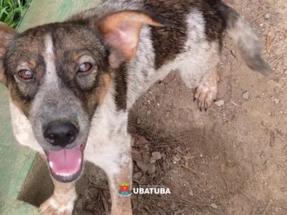 Canil de Ubatuba tem 75 animais disponíveis para adoção