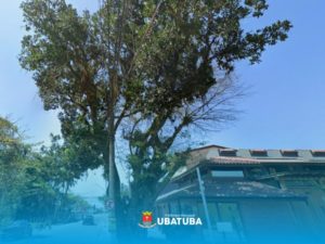 Após risco de queda de árvore, Prefeitura interdita trecho da Chico Santos