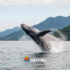 AVISTAMENTO CONSCIENTE dest