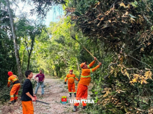 Balanço: Confira o trabalho do município após ocorrência dos fortes ventos