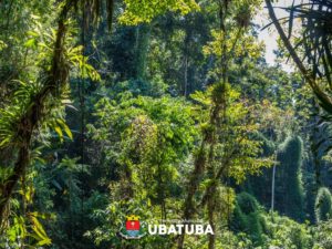 Meio Ambiente realiza programação especial no Dia da Árvore