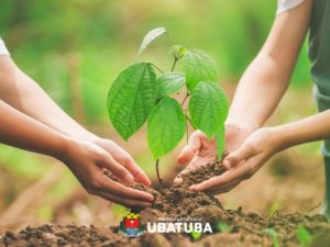 Dia da Árvore terá ações de educação ambiental e plantio em Ubatuba